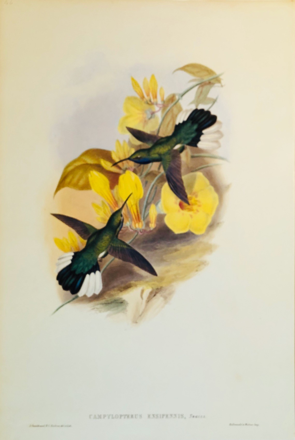 Campylopterus Ensipennis