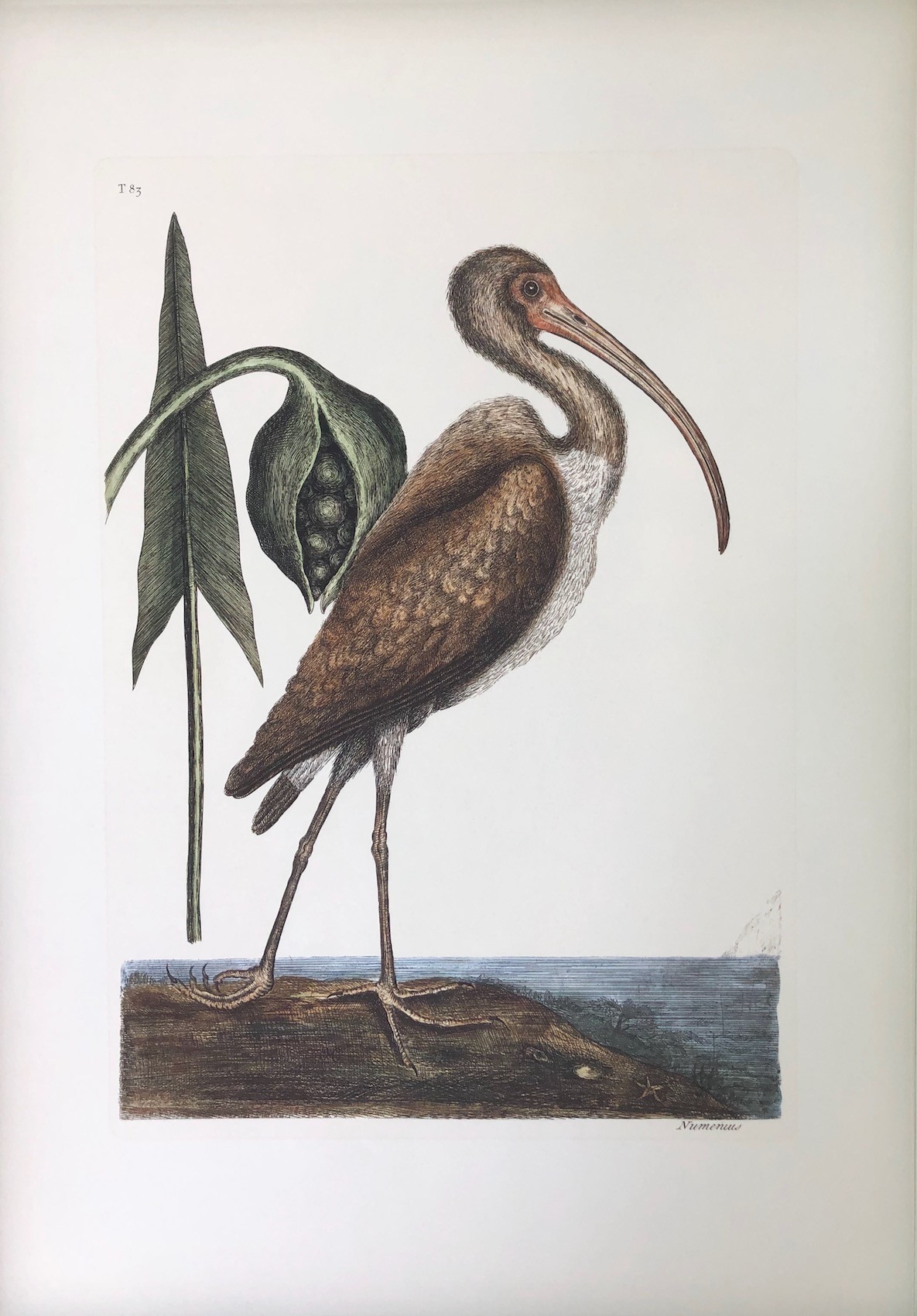 The Brown Curlew