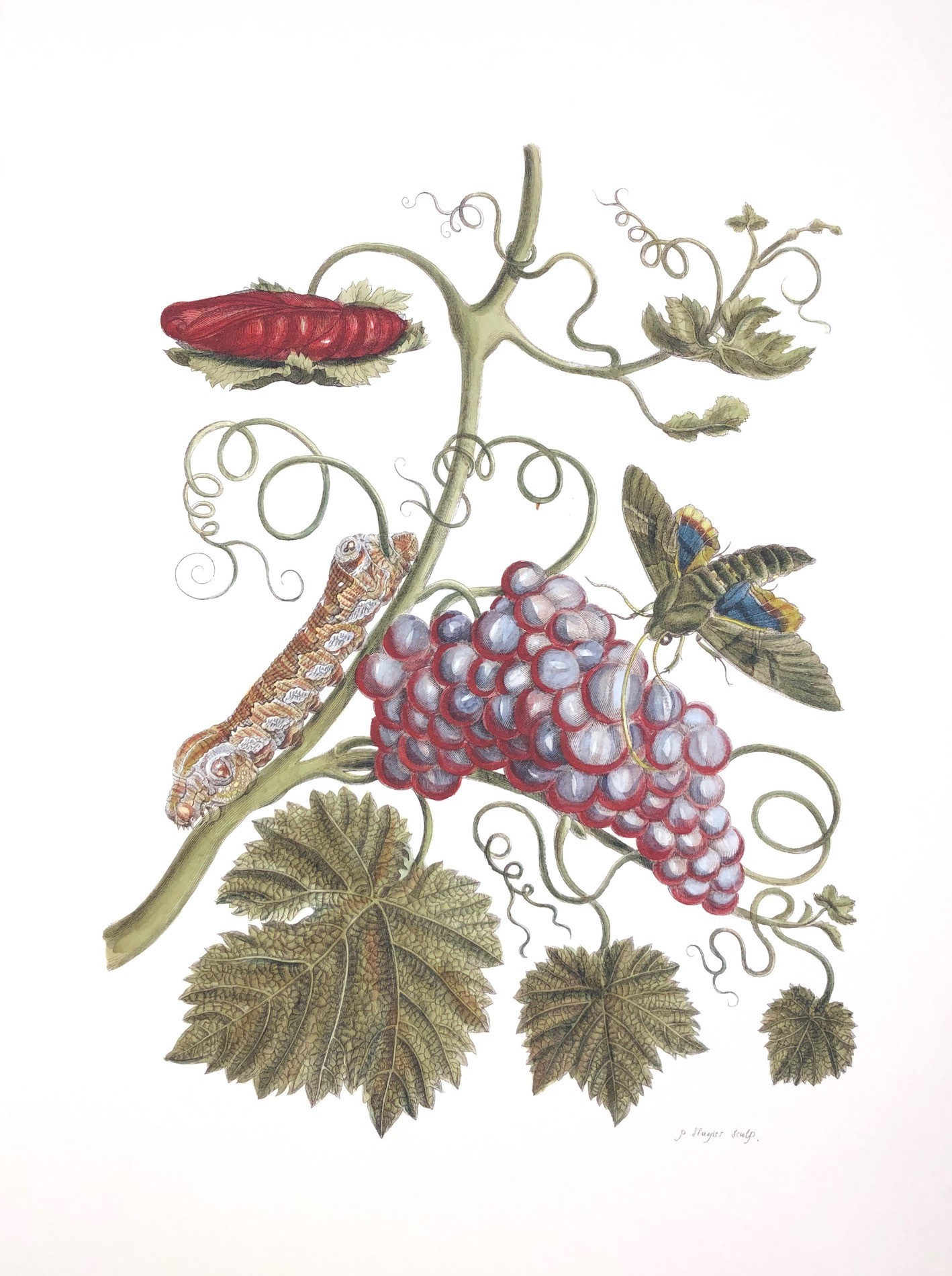 Merian #4