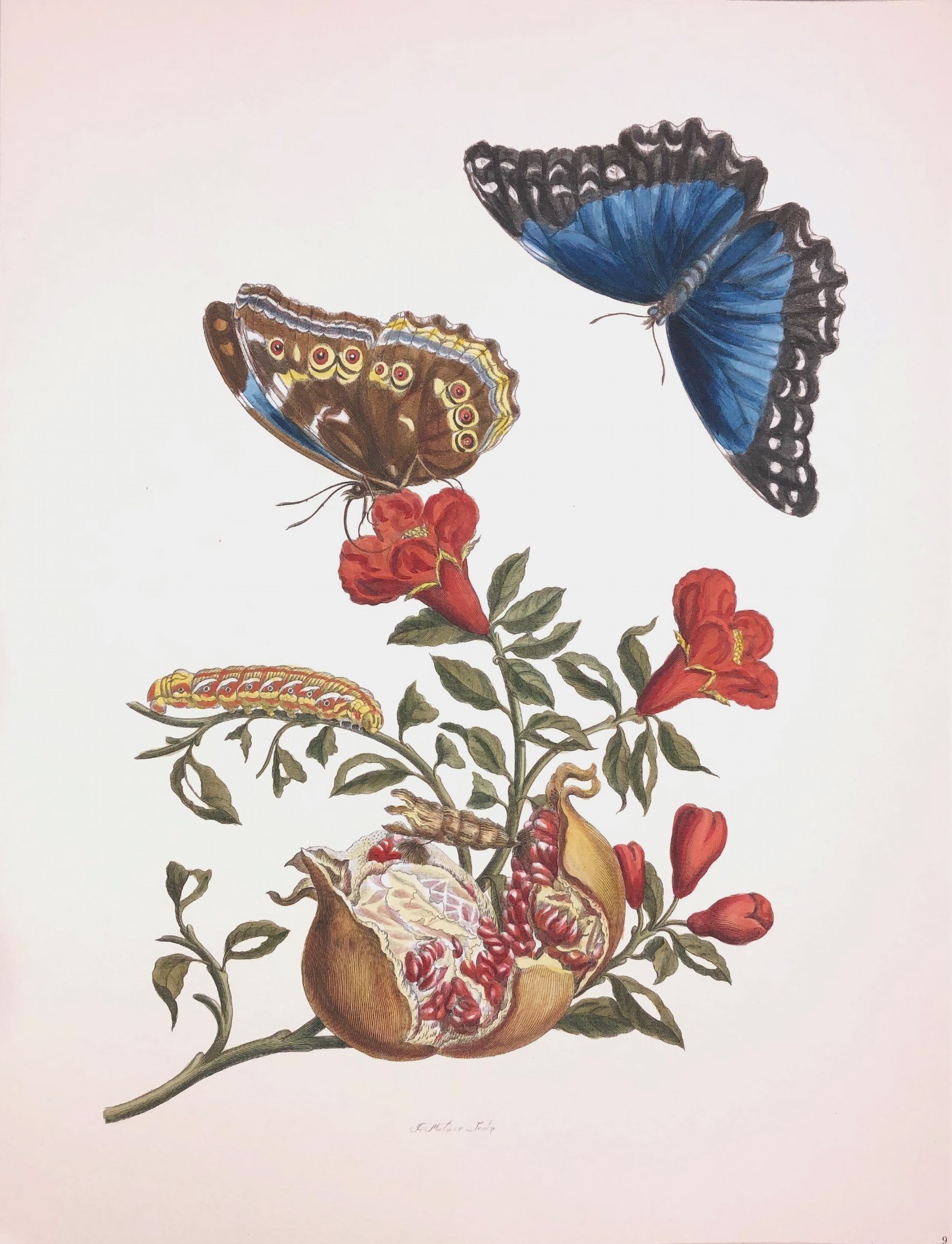 Merian #7