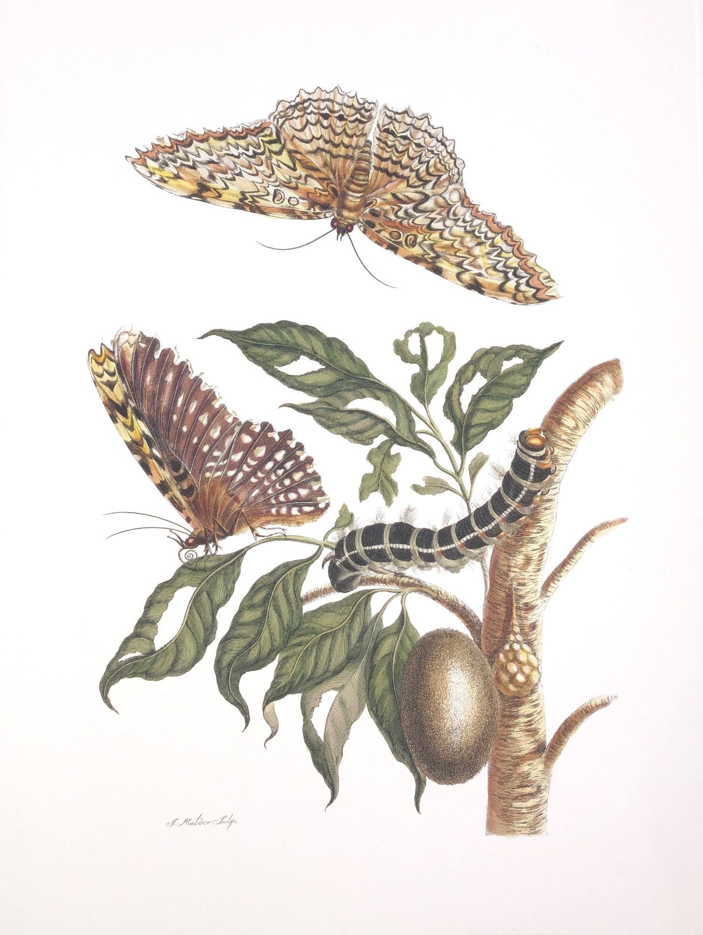 Merian #9