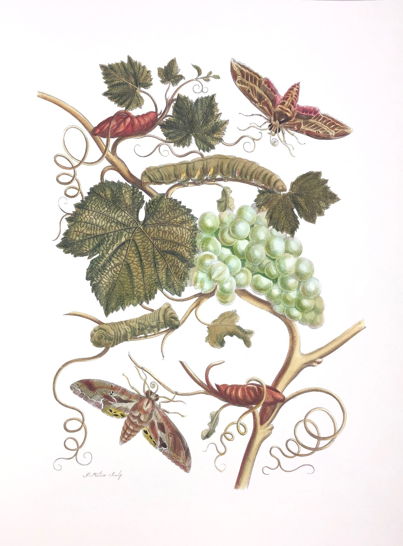 Merian #10