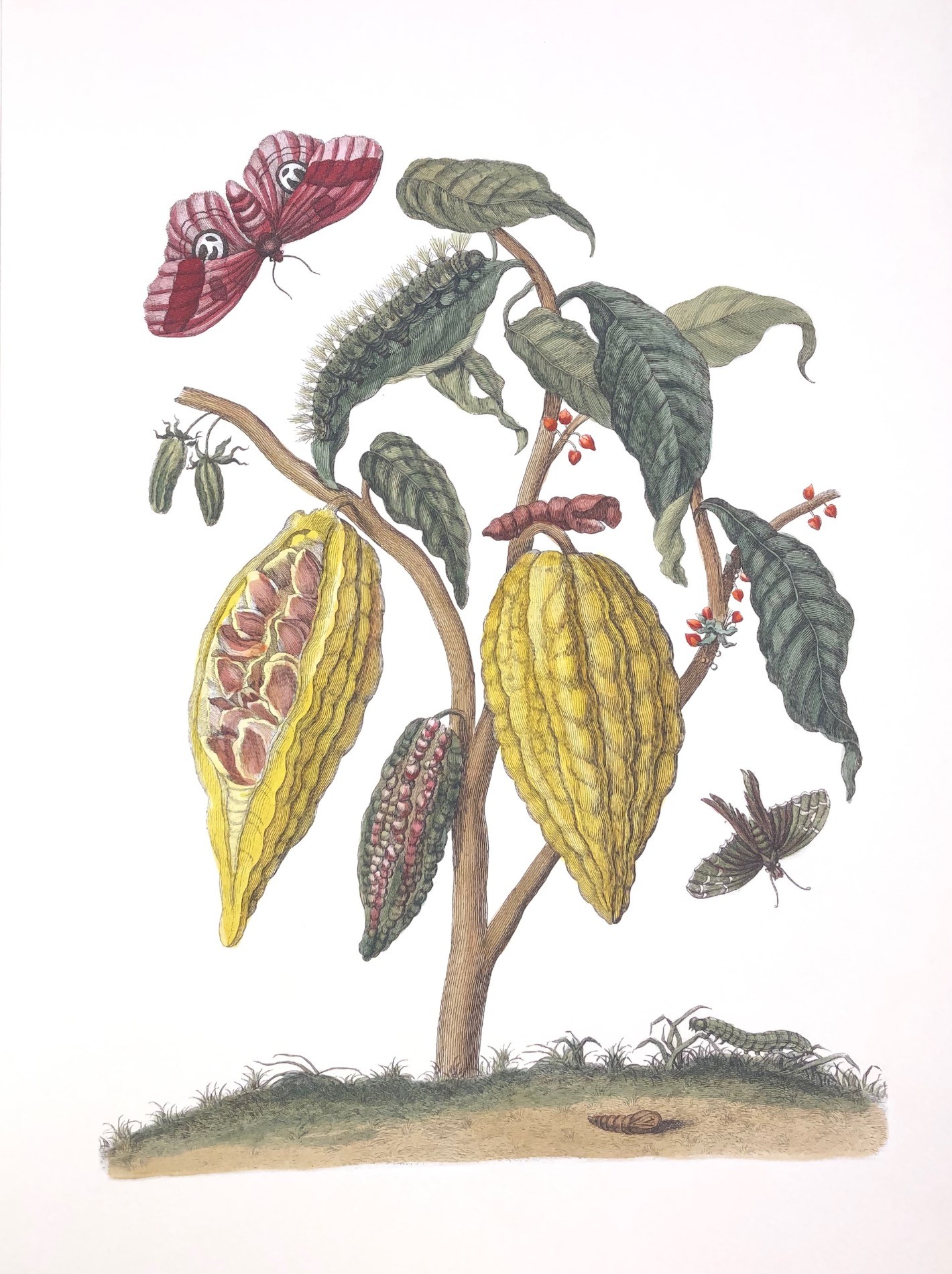 Merian #12
