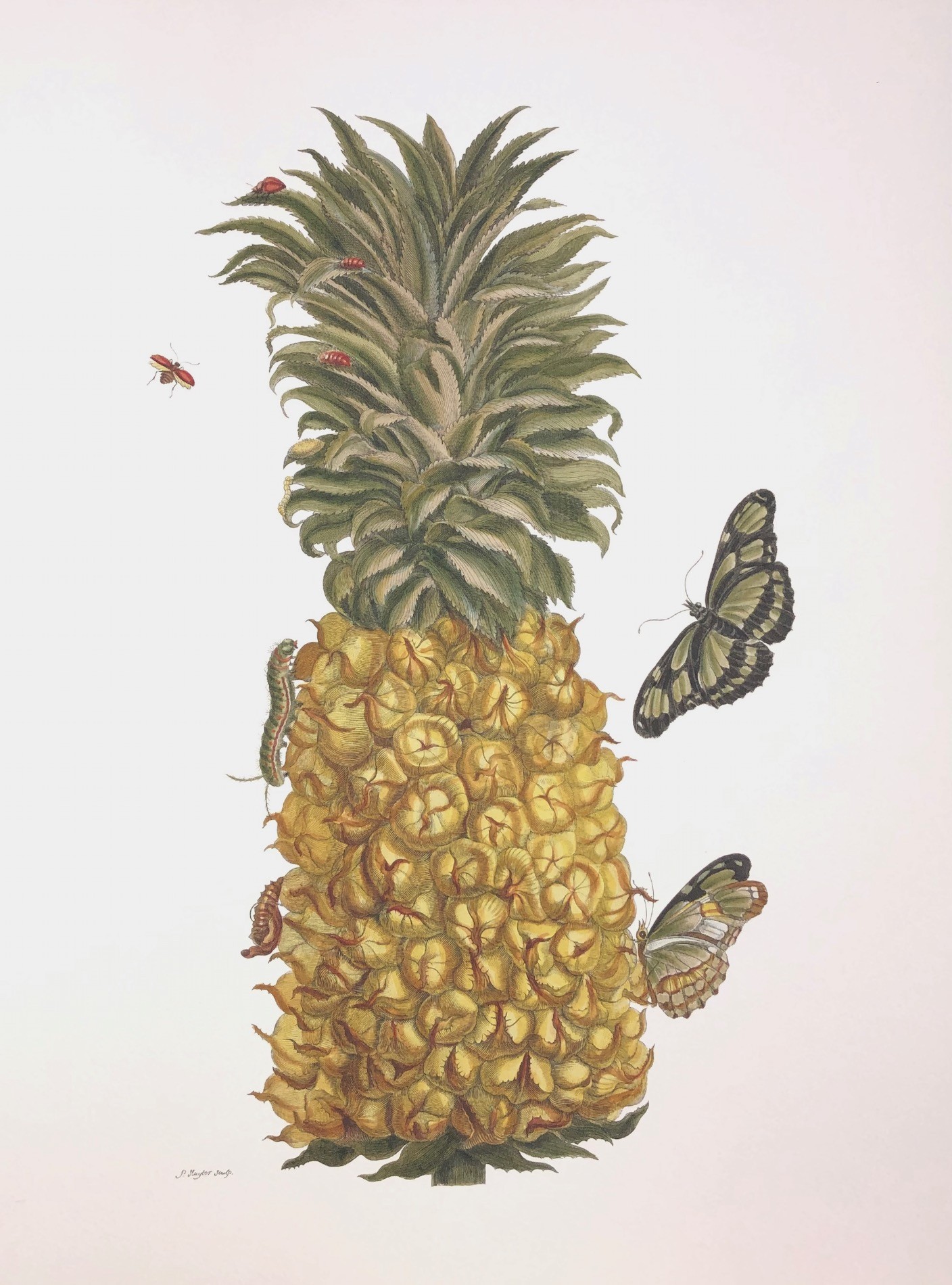 Merian #13