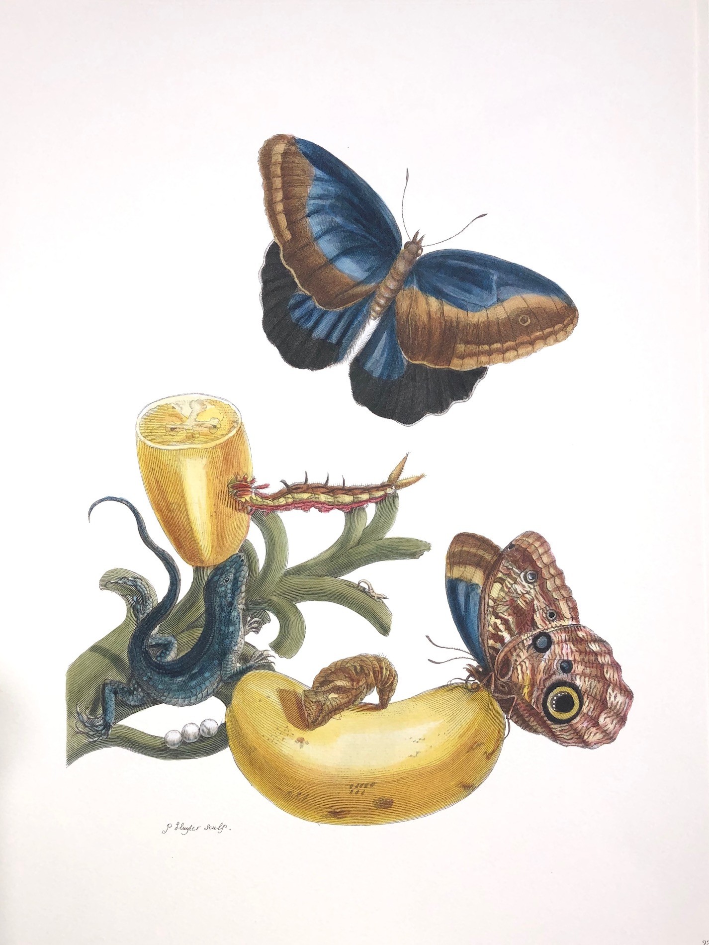 Merian #15