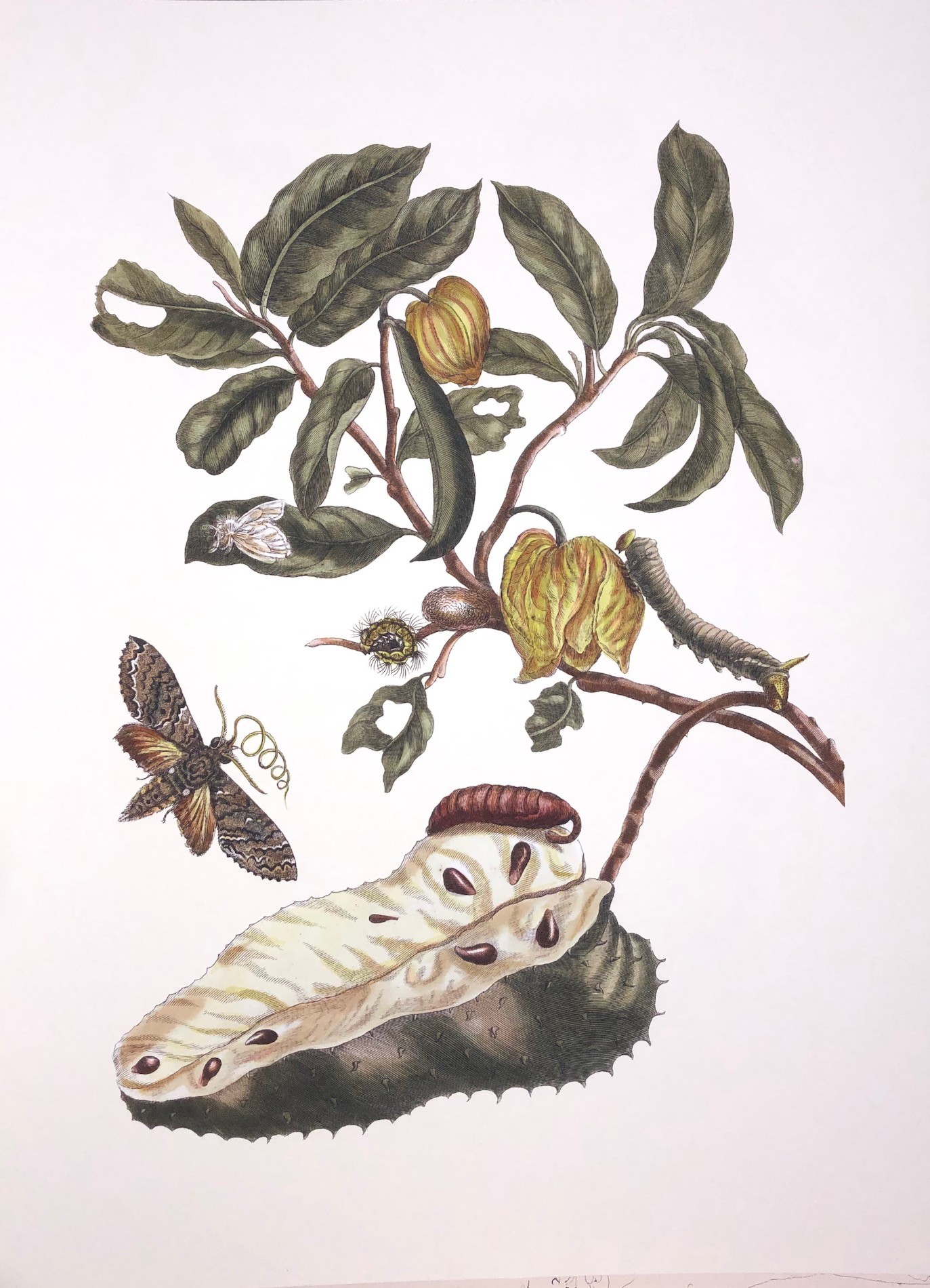 Merian #20