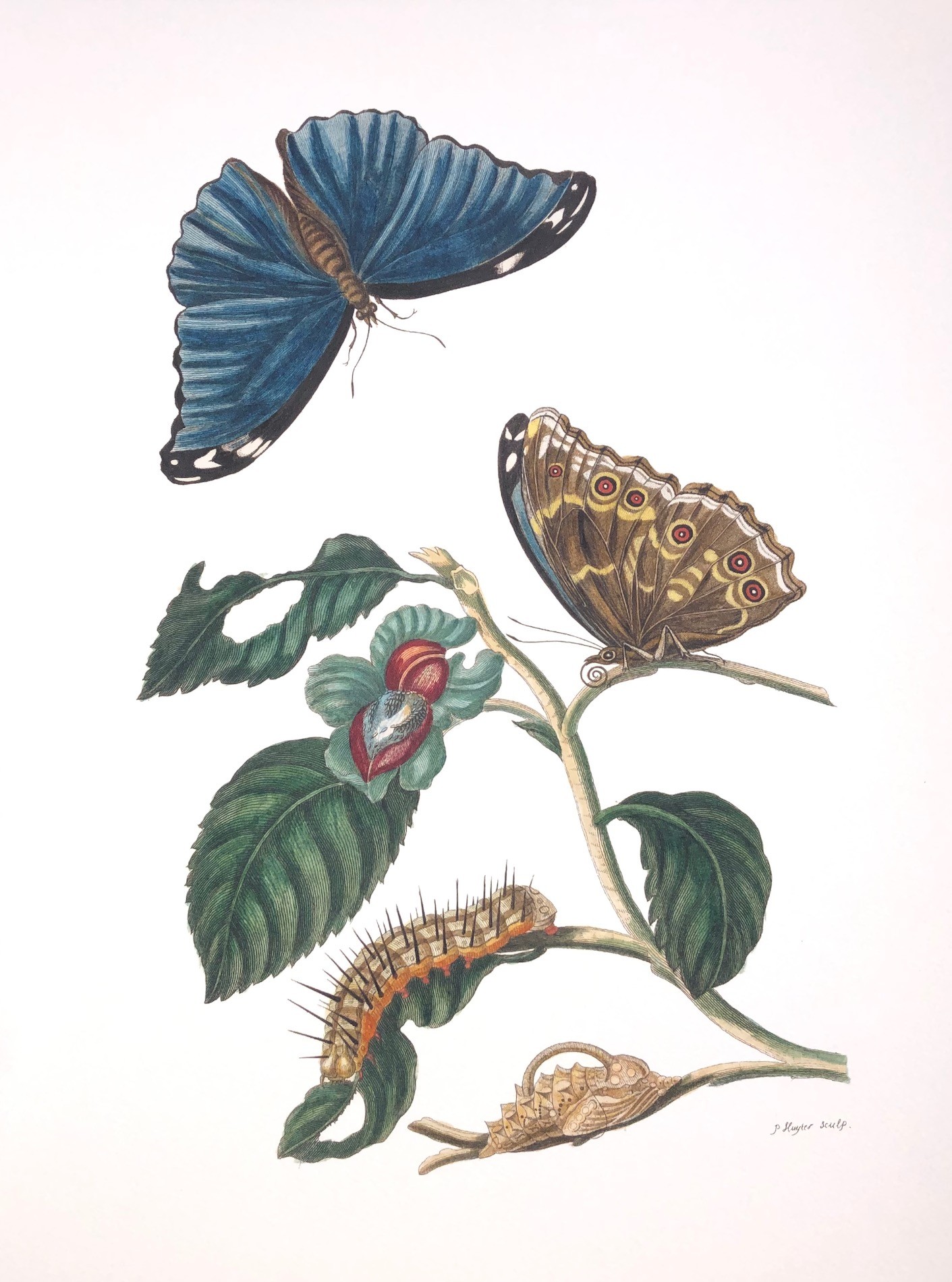 Merian #21