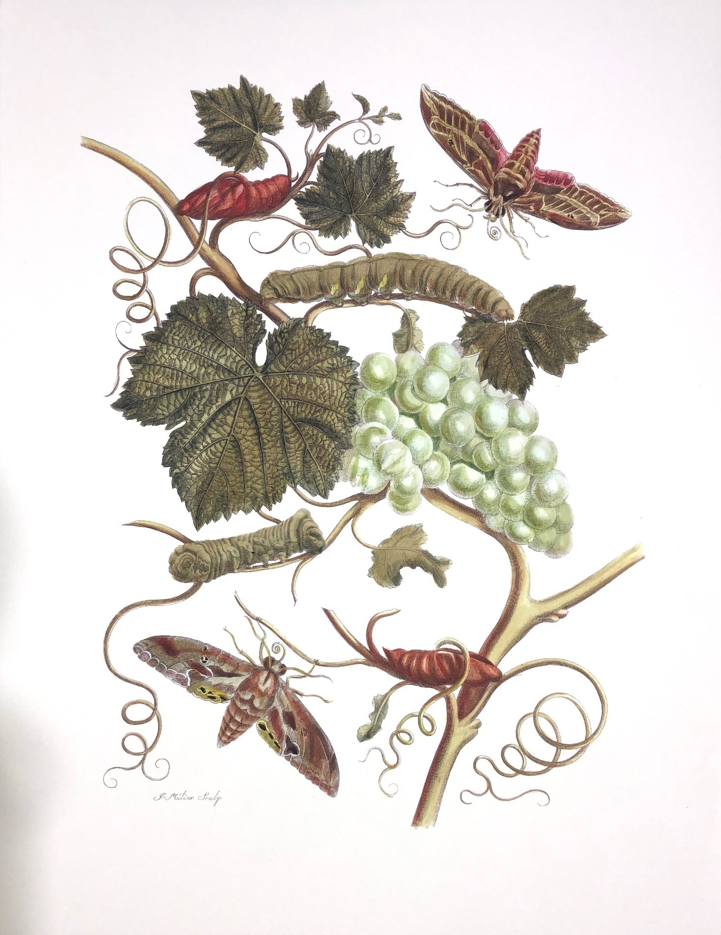 Merian #22
