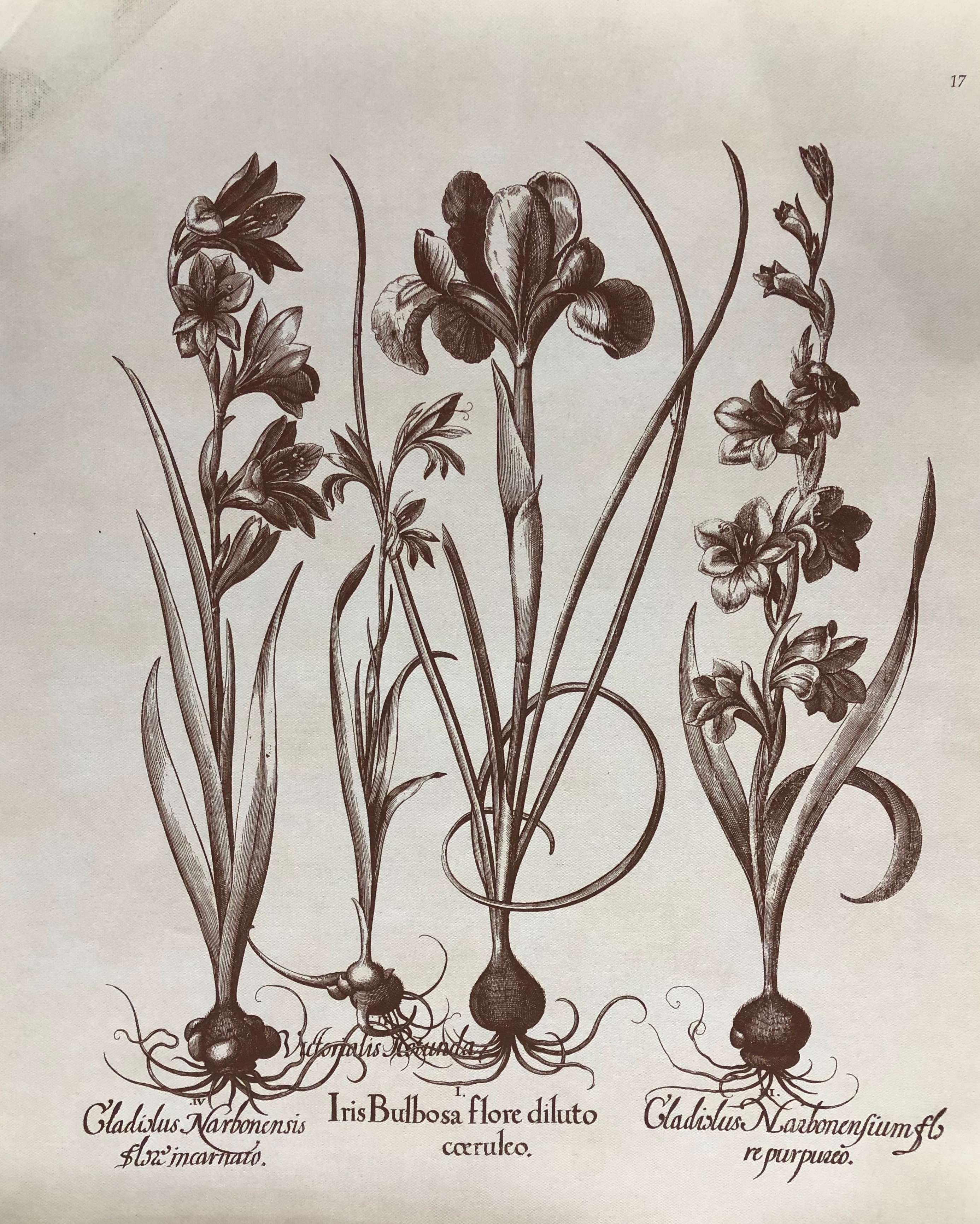 Besler Iris and Gladiola