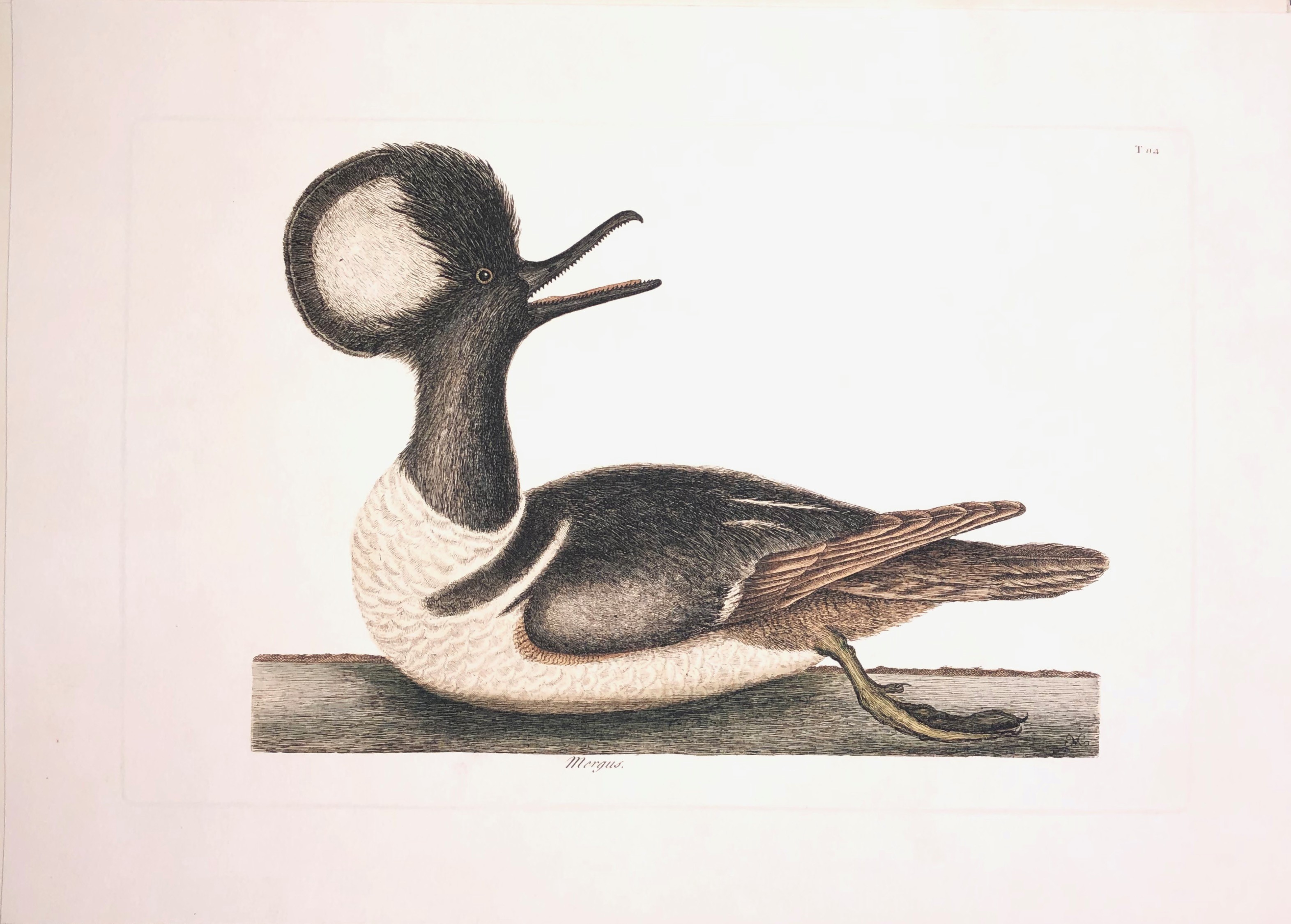 The Hooded Merganser