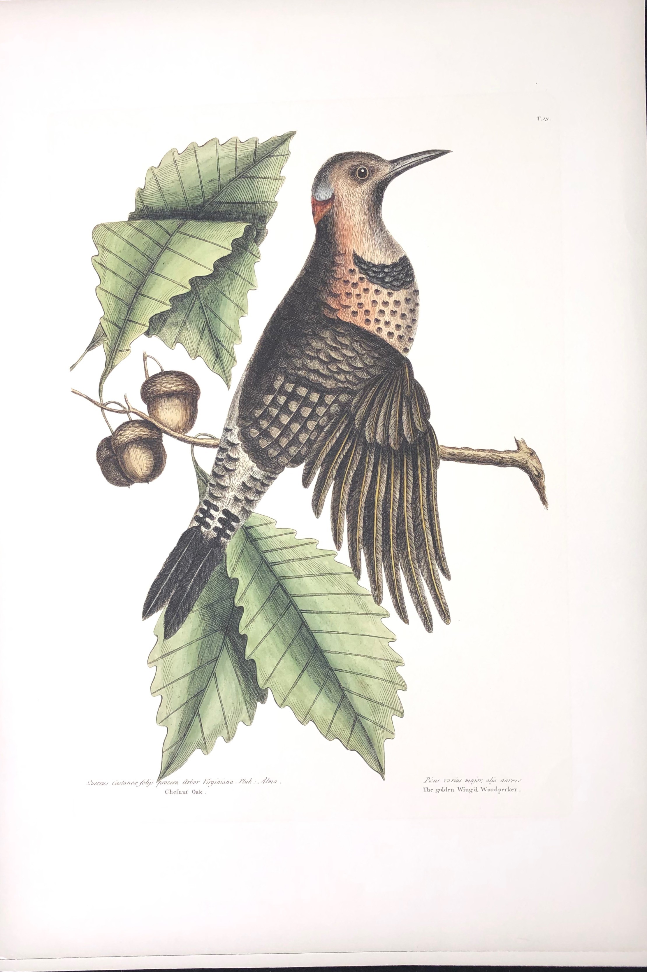 The Golden Winged Woodpecker