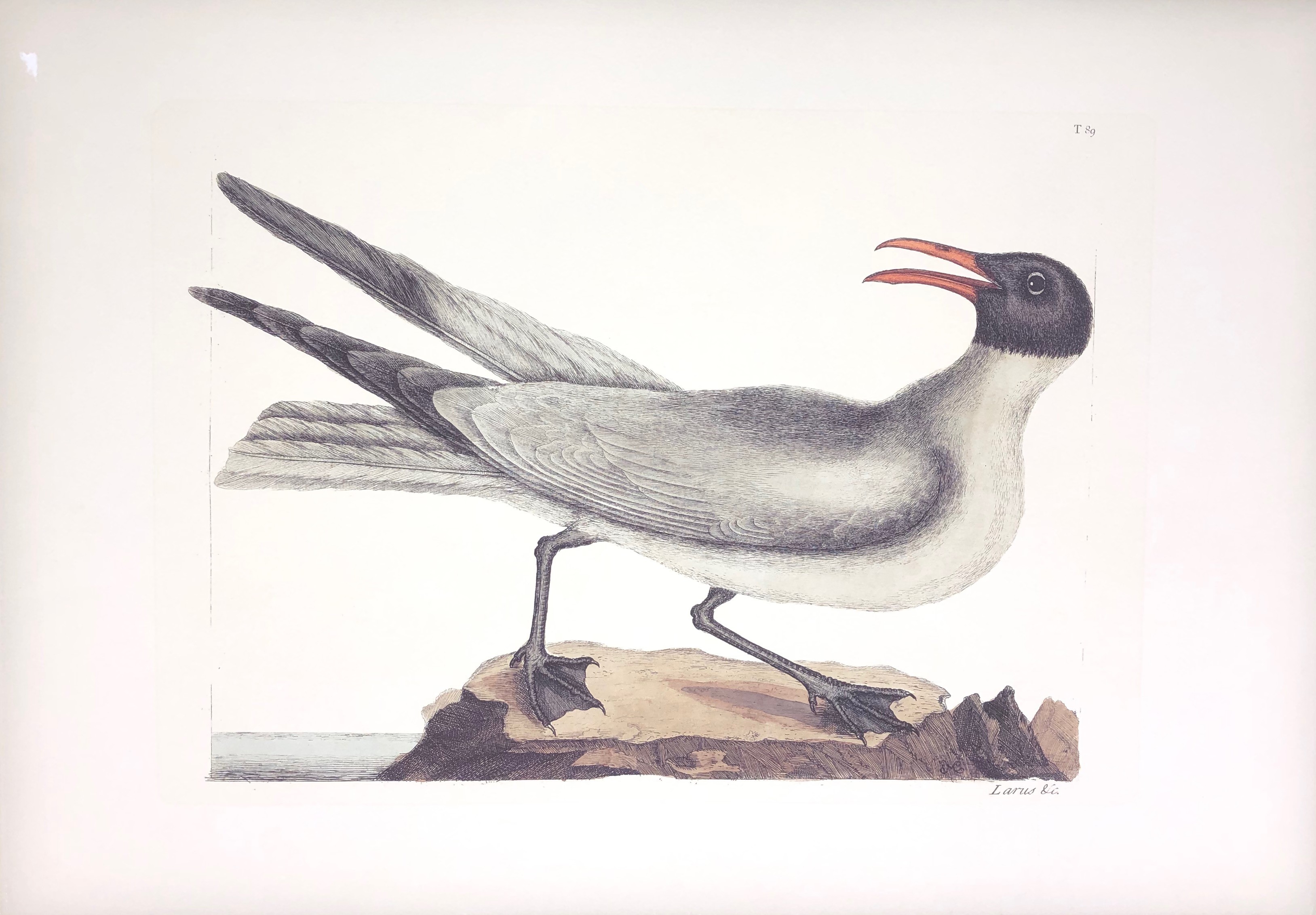 The Noddy Tern