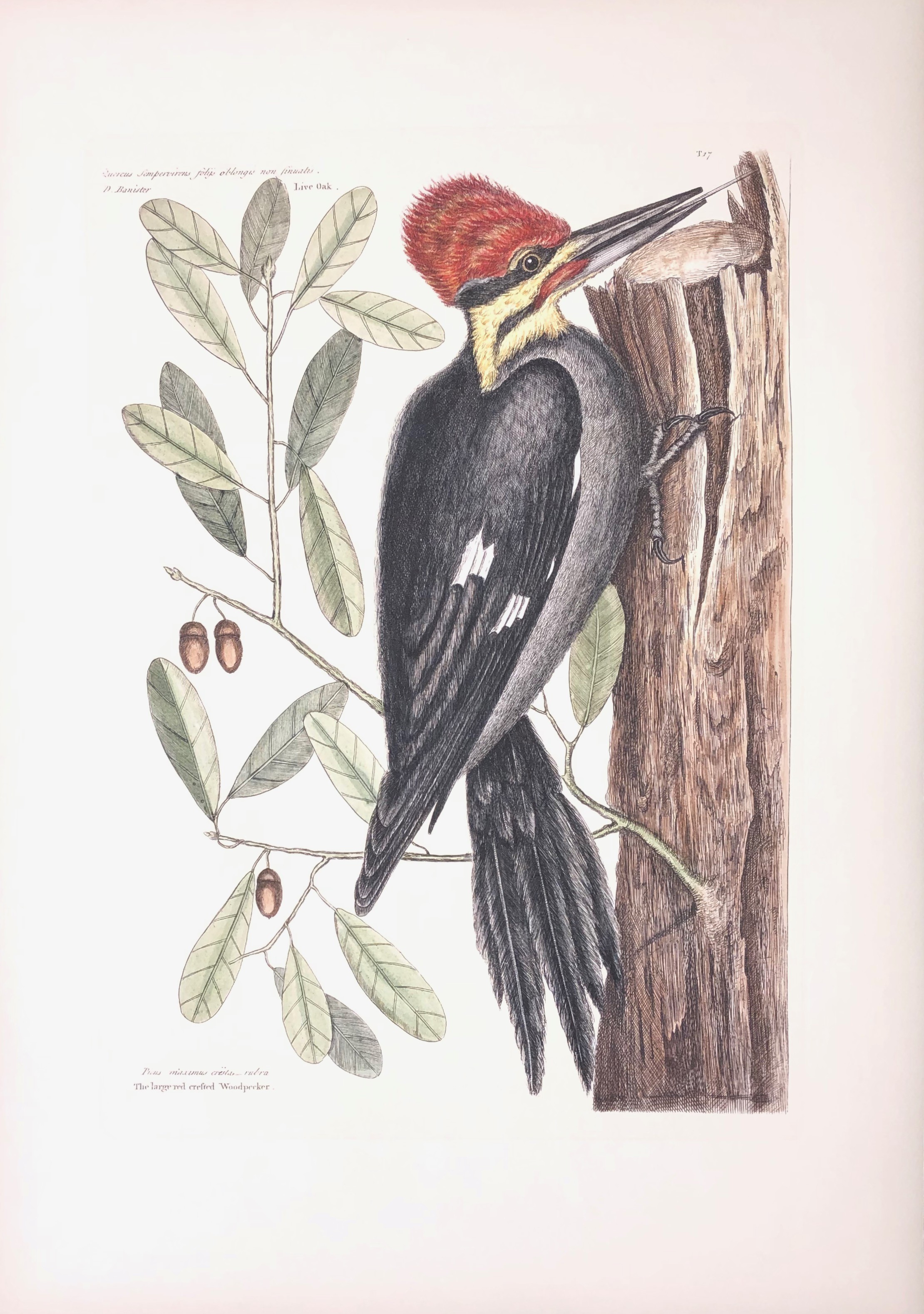 The Large Red Crested Woodpecker