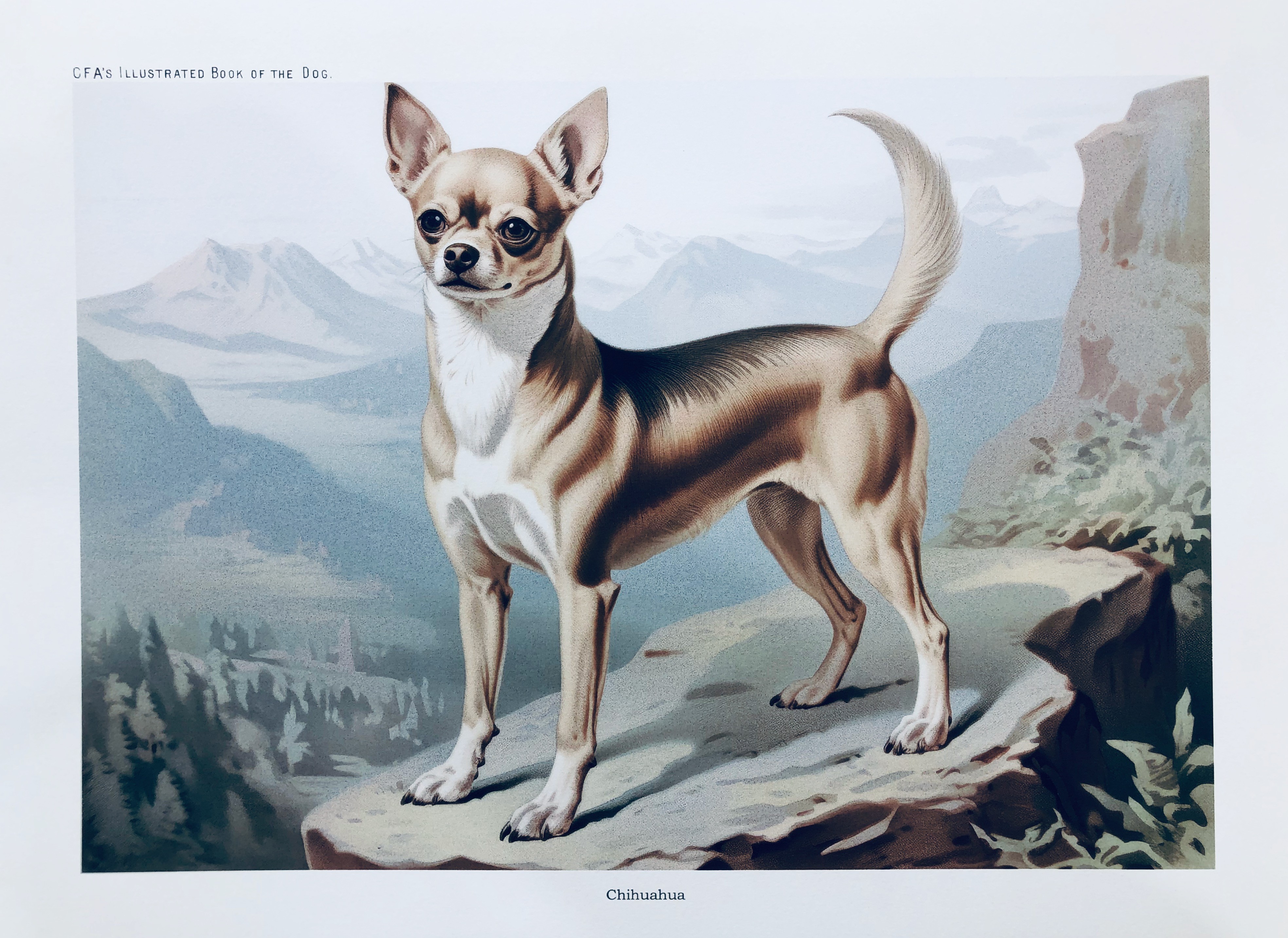 Chihuahua