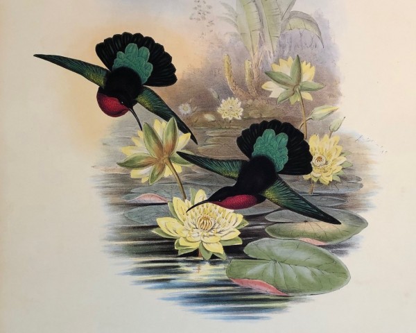 John Gould Humming Birds